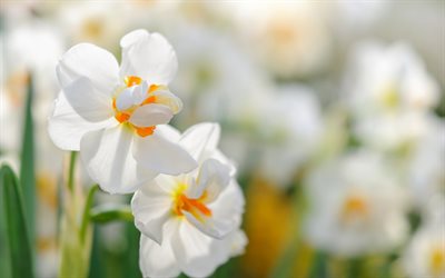 Daffodils, white wildflowers, spring, white daffodils, spring flowers