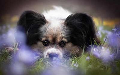 Continental Toy Spaniel, Papillon dog, large ears, white black dog, pets, dogs, French breeds of dogs