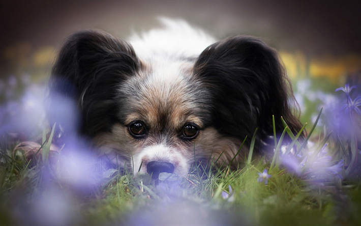 Continental Juguete Spaniel, Papillon perro, orejas grandes, blanco, negro, perro, mascotas, perros, franc&#233;s razas de perros