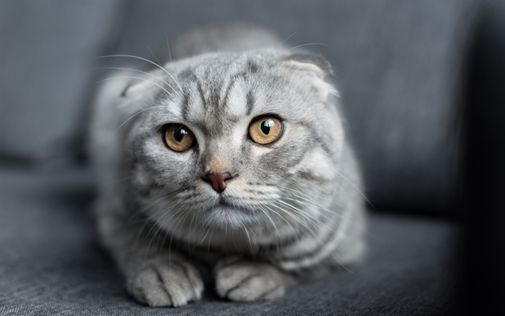 Gato British shorthair, animal de estima&#231;&#227;o, o gato dom&#233;stico, animais fofos, gato cinzento
