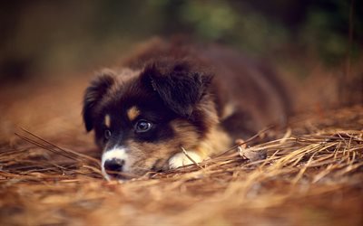 Australian Shepherd, Aussie, close-up, puppy, Tilt-Shift, pets, dogs, brown aussie, Australian Shepherd Dog, Aussie Dog