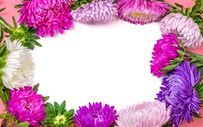 Aster frame, cornice floreale, fiori, cornici creative, Aster, Michaelmas daisy