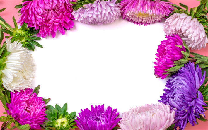 Aster marco, flor, marco, flores hermosas, creativas marcos, Aster, Michaelmas daisy