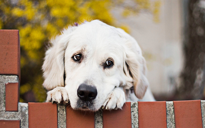 Golden Retriever, sad dog, close-up, cute dogs, pets, small labradors, dogs, Golden Retriever Dog, cute animals