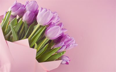 purple tulips, beautiful bouquet, spring flowers, tulips, pink background, floral background