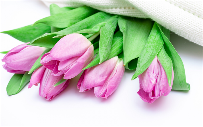 Tulipas cor-de-rosa, flores da primavera, tulipas em um fundo branco, floral de fundo, tulipas, primavera