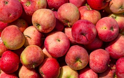 vuori omenat, hedelm&#228;t, kes&#228;ll&#228;, omenat, kypsi&#228; hedelmi&#228;, punaiset omenat