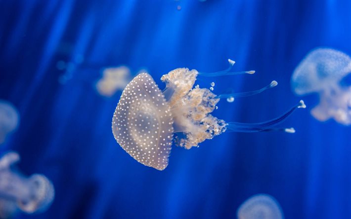 Descargar fondos de pantalla las medusas, bajo el agua, Medusozoa, mar,  medusa submarina libre. Imágenes fondos de descarga gratuita