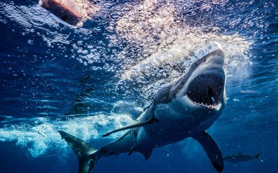 Great white shark, predators, underwater world, wildlife, predatory fish, sea, shark, Carcharodon carcharias