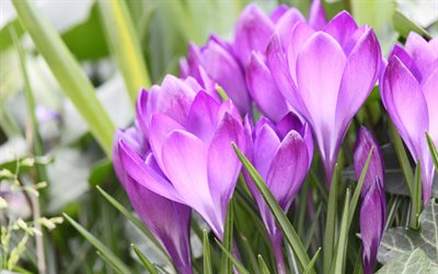 crocuses, pink crocuses, purple flowers, spring flowers, background with crocuses