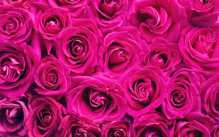 roxo rosas, 4k, flores roxas, bokeh, rosas, bot&#245;es, roxo buqu&#234; de rosas, lindas flores, planos de fundo com flores, roxo gomos