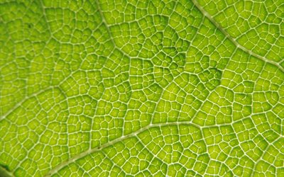 de hoja verde, 4k, macro, hojas verdes, hojas de textura, hojas de color verde textura, close-up, el patr&#243;n de hojas, hojas, hojas de texturas