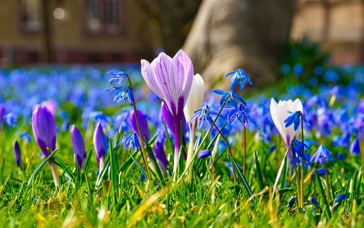 spring flowers, wildflowers, crocuses, green grass, blur, purple crocuses