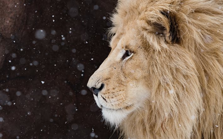 lion, l&#39;hiver, la neige, les pr&#233;dateurs, la faune, les lions, au regard sage
