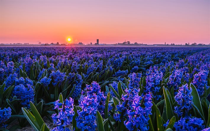 violet hyacinths, 4k, sunset, beautiful nature, violet flowers, field of hyacinths, beautiful flowers