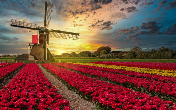 champ avec tulipes, soir&#233;e, coucher du soleil, moulin en bois, tulipes pourpres, fleurs sauvages, Pays-Bas, tulipes