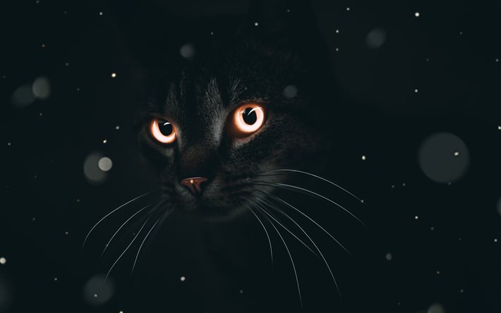 svart katt, 4k, m&#246;rker, husdjur, abstrakt konst, katt med gula &#246;gon, katter