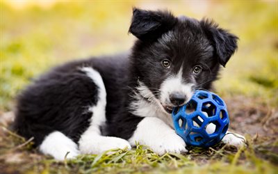 Border Collie Dog, puppy, close-up, pets, cute animals, black border collie, puppy with ball, dogs, Border Collie