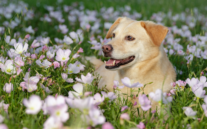 Golden Retriever, primavera, labrador, flores, cachorros, animais de estima&#231;&#227;o, c&#227;es bonitos, Golden Retriever Cachorros