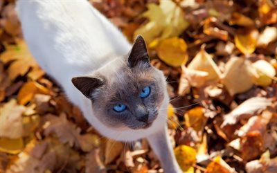 Siamese cat, big brown cat, pets, domestic cat, autumn, yellow leaves, blue eyes, cats breeds