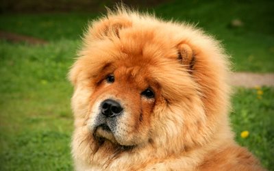 Chow Chow, close-up, pets, furry dog, Songshi Quan, cute dogs, dogs