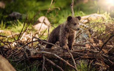 small bear, 4k, grizzly, cub, forest, bear, Grizzly bear