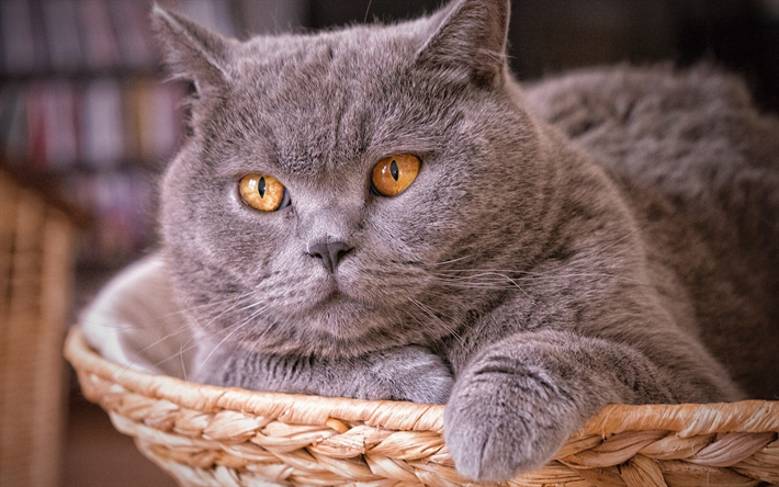 British Shorthair, close-up, o gato dom&#233;stico, gatos, gato cinzento, animais fofos, Gato British Shorthair