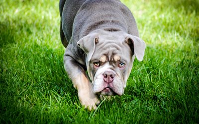American Bulldog, green grass, dogs, scary dog, cute animals, pets, American Bulldog Dog