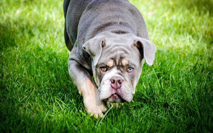 American Bulldog, la hierba verde, los perros, miedo del perro, animales lindos, mascotas, American Bulldog Perro