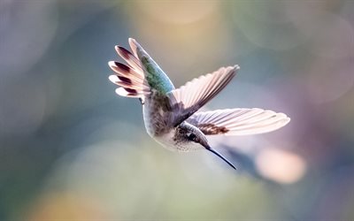 kolibri, pieni kaunis lintu, vaaleanpunainen kolibri, miniatyyri lintu