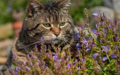 American Shorthair cat, green eyes, cat in flowers, wild flowers, lovely belly, big cat