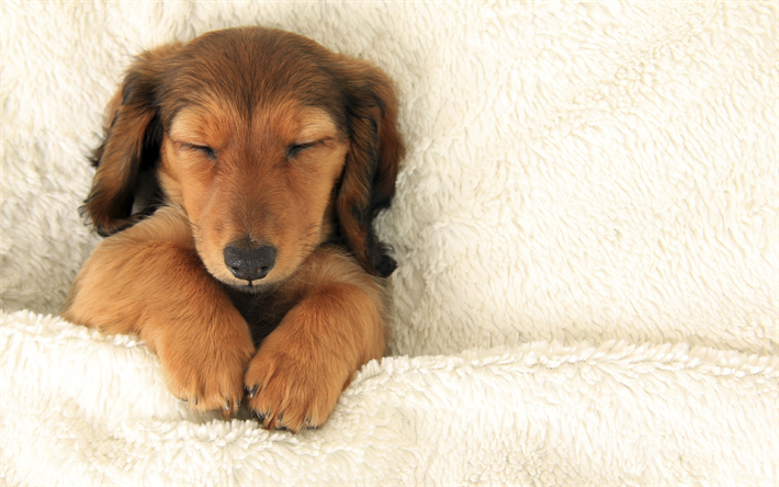 Bassotto, cane che dorme, cucciolo, animali domestici, animali, marrone bassotto, close-up, simpatici animali, Cane Bassotto