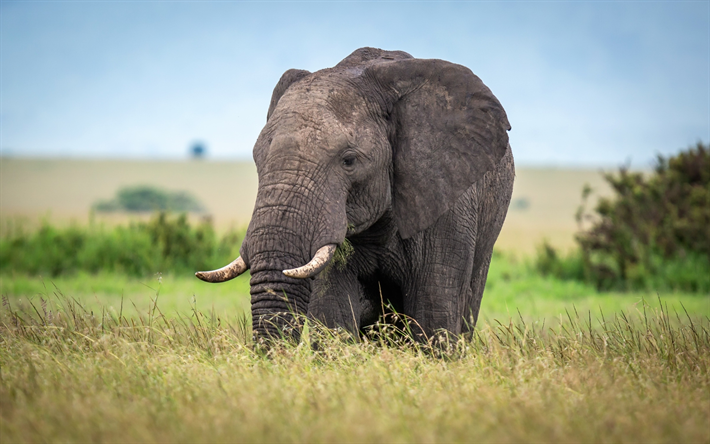 Afrikansk elefant, afrikanska st&#228;pp, close-up, savannah, vilda djur, elefanter, gr&#228;smark, Afrika, Loxodonta africana