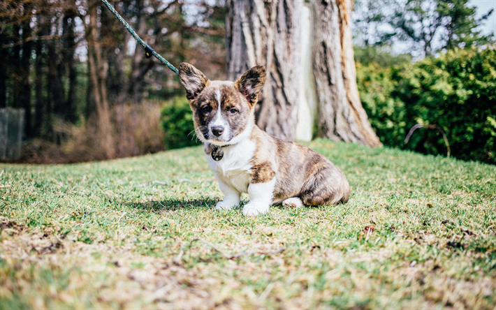 Pembroke Welsh Corgi, parco, cucciolo, piccolo Corgi, animali domestici, cani, Welsh Corgi, un simpatico cane, Cane Welsh Corgi