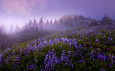 Mount Rainier Cascade Range, Mazama Ridge, fog, morning, mountain landscape, sunrise, Seattle, USA