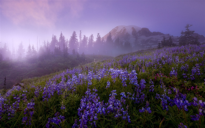 Mount Rainier, Cascade Aralığı, Mazama Sırt, sis, sabah, dağ manzarası, g&#252;n doğumu, Seattle, USA