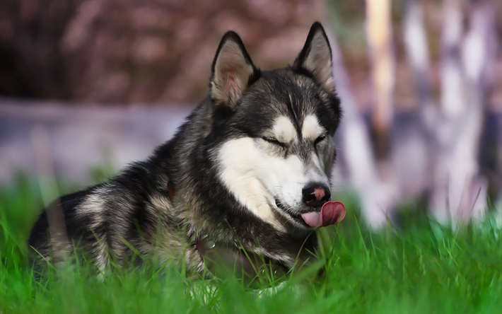 Husky, la hierba verde, perro grande, lindo animales, razas de perros