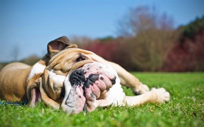 English Bulldog, 4k, tired dog, cute animals, lawn, pets, English Bulldog Dogs, bokeh, funny dog