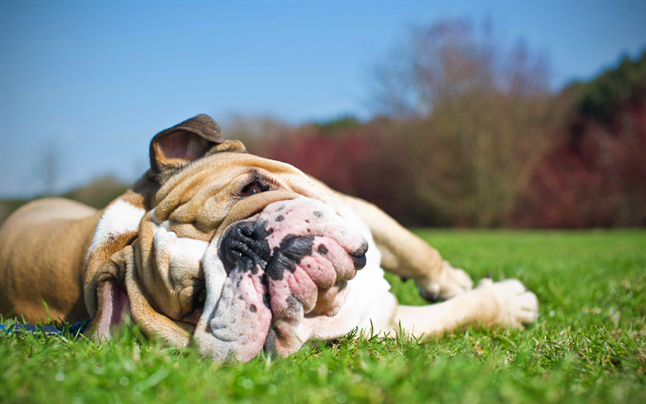 Bulldog Ingl&#234;s, 4k, cansado de c&#227;o, animais fofos, gramado, animais de estima&#231;&#227;o, Ingl&#234;s Bulldog Cachorros, bokeh, engra&#231;ado c&#227;o