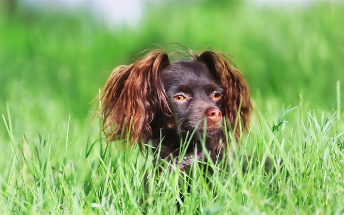 toy terrier, chiot brun, de longues oreilles, le chien dans l&#39;herbe, des animaux mignons, des chiens