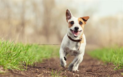 Jack Russell Terrier, running dog, pets, dogs, bokeh, cute animals, Jack Russell Terrier Dog