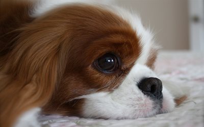 Cavalier King Charles Spaniel, little cute puppy, sadness concepts, cute animals, pets, dog breeds