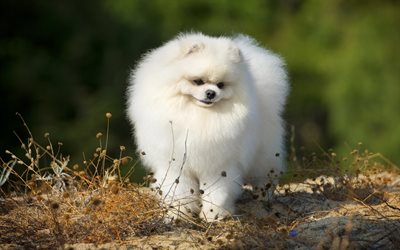 White Spitz, 4k, fluffy dog, cute animals, pets, dogs, White Pomeranian, Pomeranian Spitz, funny dog, Pomeranian, Spitz