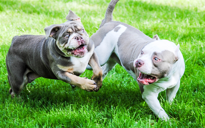 American Bulldog, friendship, lawn, pets, running dogs, cute animals, dogs, American Bulldog Dog