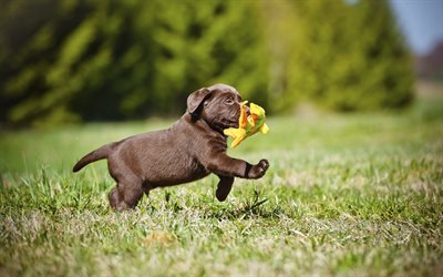chocolate labrador, 4k, running dog, puppy, retriever, dogs, funny labrador, lawn, pets, cute dogs, labradors