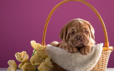 Bordeauxdog, small brown puppy, basket, cute funny dog, little dog, Bordeaux Mastiff, French Mastiff