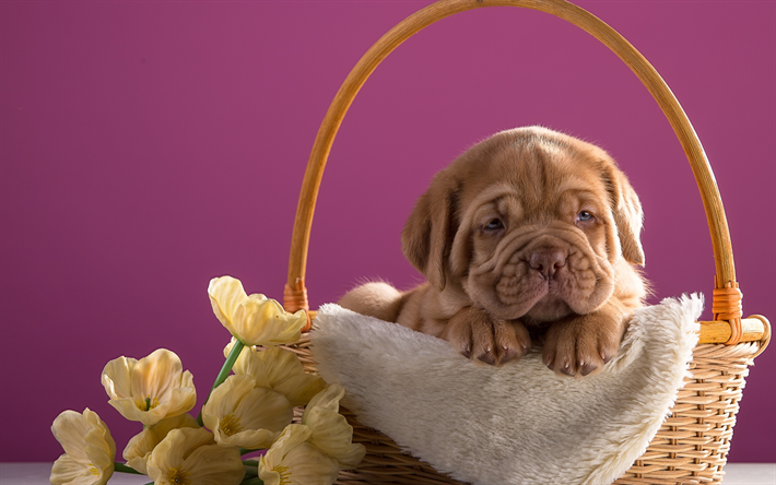 Bordeauxdog, marr&#243;n peque&#241;o cachorro, cesta, lindo divertido del perro, perro peque&#241;o, Dogo de Burdeos, Dogo franc&#233;s