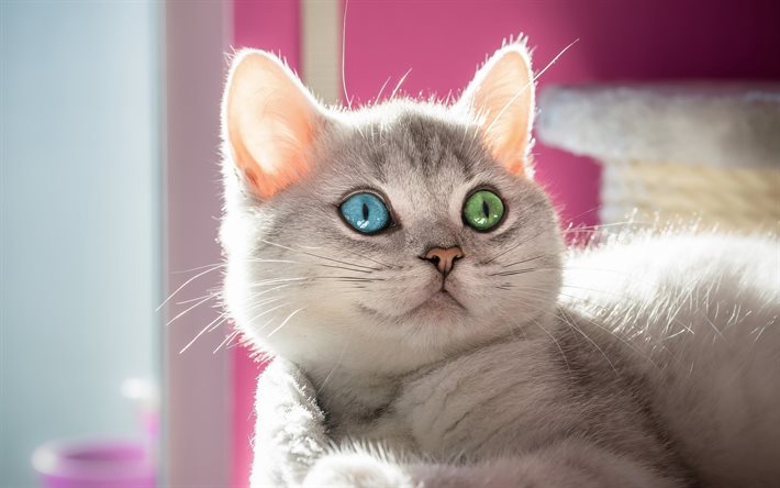 gray cat, heterochromia, cute animals, bokeh, pets, British Shorthair, cats, domestic cat, British Shorthair Cat