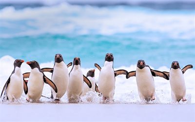 南rockhopperペンギン, ペンギンの群れ, 野生動物, ペンギン, 新島, フォークランド諸島, 太平洋