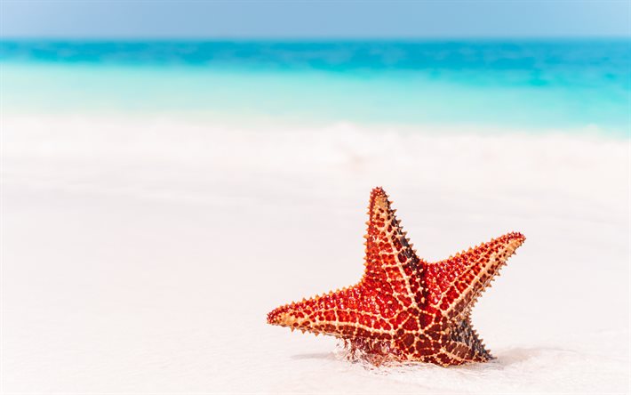 estrela-do-mar vermelho, praia, mar, areia, viagens de ver&#227;o, estrela-do-mar na areia